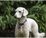 Small #3 Goldendoodle