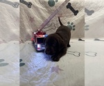 Small #1 Labrador Retriever
