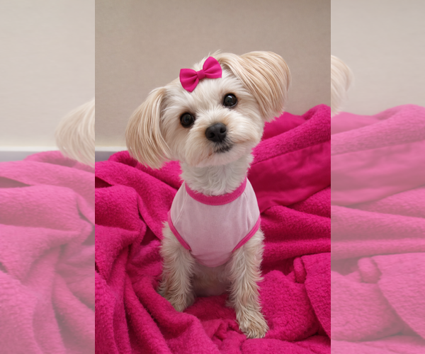 Medium Photo #7 Mutt Puppy For Sale in Allentown,, PA, USA