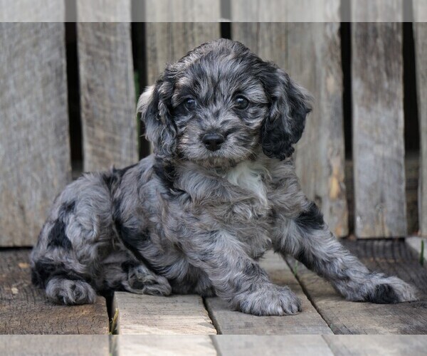 Medium Photo #2 Cocker Spaniel-Poodle (Miniature) Mix Puppy For Sale in FREDERICKSBG, OH, USA