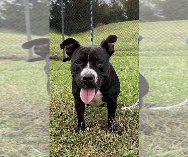 Medium Photo #3 Mutt Puppy For Sale in Abbeville, LA, USA