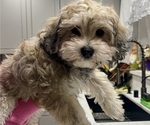 Small Photo #3 Maltipoo (Miniature) Puppy For Sale in PALMDALE, CA, USA