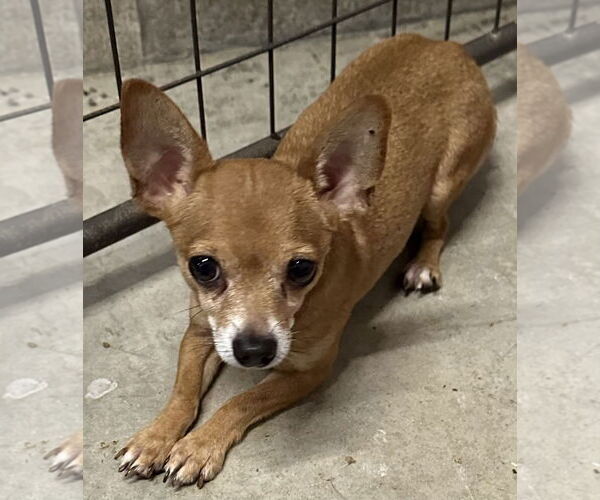 Medium Photo #6 Chihuahua-Unknown Mix Puppy For Sale in Sistersville, WV, USA