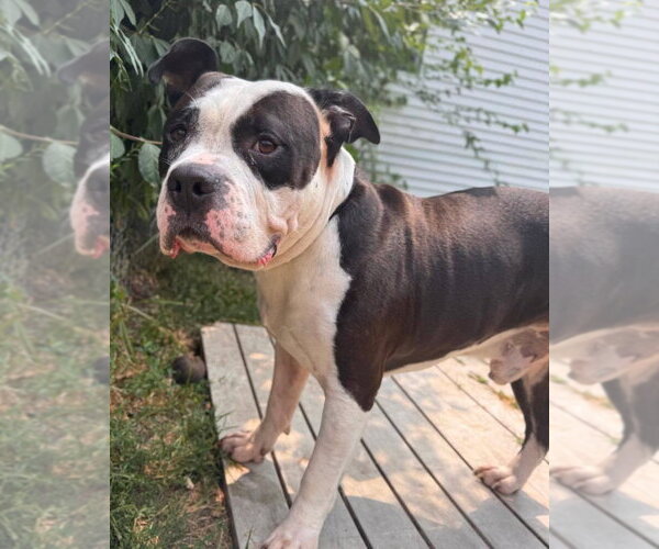 Medium Photo #2 American Bulldog-Unknown Mix Puppy For Sale in Muskegon, MI, USA