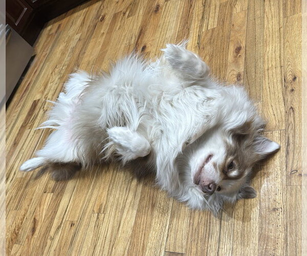 Medium Photo #3 Australian Shepherd Puppy For Sale in Valrico, FL, USA