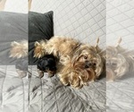Small #3 Yorkshire Terrier