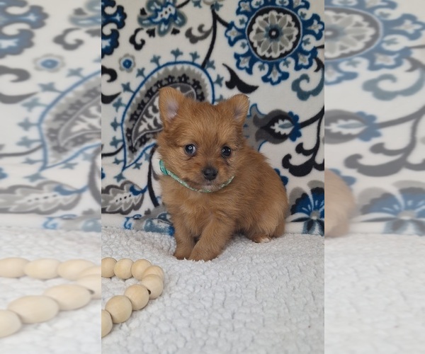Medium Photo #3 Yoranian Puppy For Sale in LEWISBURG, KY, USA