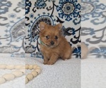 Small #2 Yoranian