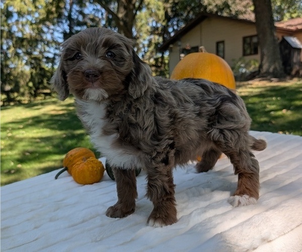 Medium Photo #2 Miniature Bernedoodle Puppy For Sale in GOSHEN, IN, USA