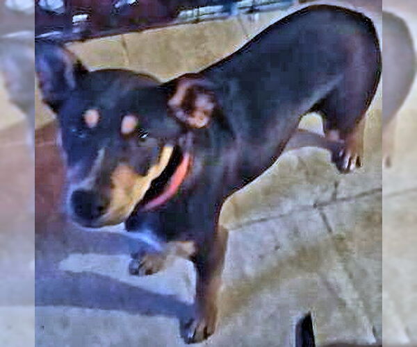 Medium Photo #5 Doberman Pinscher Puppy For Sale in Rutherfordton, NC, USA