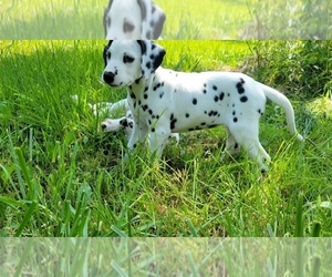 Dalmatian Puppy for sale in SMITHS CREEK, MI, USA