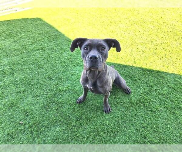 Medium Photo #1 Boxer-Unknown Mix Puppy For Sale in Grand Prairie, TX, USA