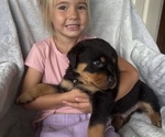 Small #3 Rottweiler
