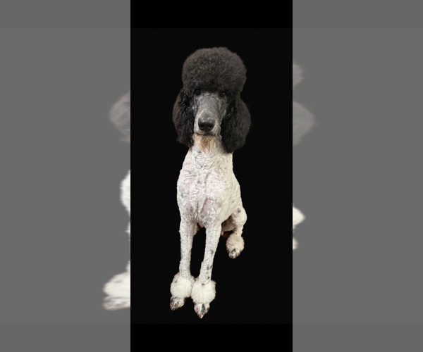 Medium Photo #1 Poodle (Standard) Puppy For Sale in LEAGUE CITY, TX, USA