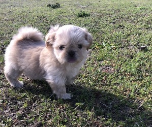 Shih Tzu Puppy for sale in MILTON, FL, USA