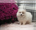 Small Photo #3 Pomeranian Puppy For Sale in WARSAW, IN, USA