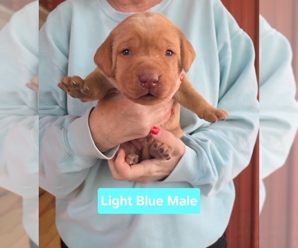 Medium Photo #1 Labrador Retriever Puppy For Sale in NEWNAN, GA, USA