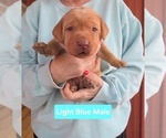 Puppy Light Blue Labrador Retriever