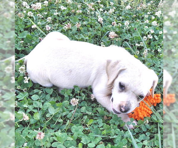Medium Photo #7 Bulldog Puppy For Sale in Rutherfordton, NC, USA