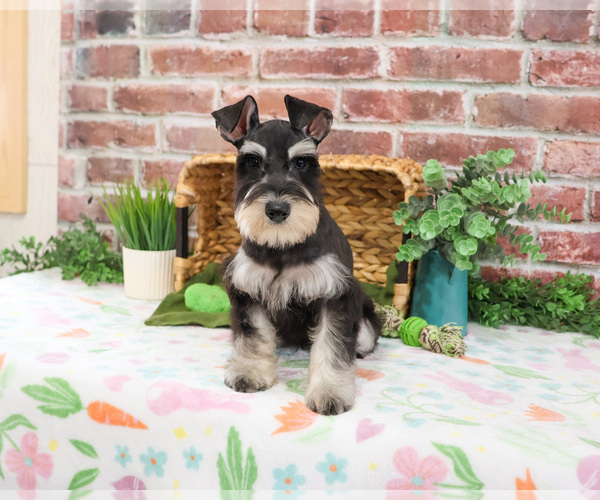 Medium Photo #1 Schnauzer (Miniature) Puppy For Sale in SYRACUSE, IN, USA