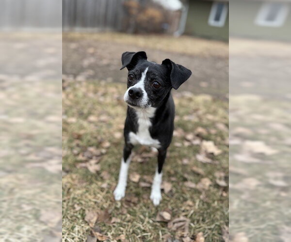 Medium Photo #1 Chihuahua-Unknown Mix Puppy For Sale in St. Louis Park, MN, USA