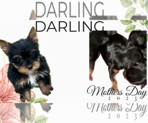 Yorkshire Terrier Puppy for sale in AZLE, TX, USA