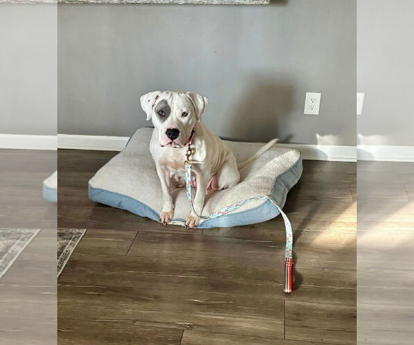 Medium Photo #15 American Bulldog-Unknown Mix Puppy For Sale in Germantown, OH, USA