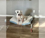 Small #14 American Bulldog Mix