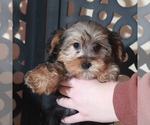 Small #2 YorkiePoo