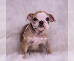 Small #2 Bulldog