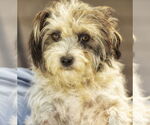 Small Shih Tzu Mix