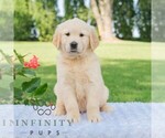 Small #2 Golden Retriever