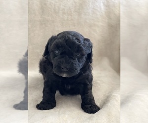 Maltipoo Puppy for sale in CLEVELAND, TN, USA
