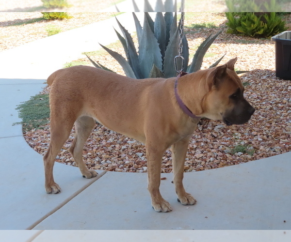 Medium Photo #4 Cane Corso Puppy For Sale in APPLE VALLEY, CA, USA