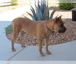 Small Photo #4 Cane Corso Puppy For Sale in APPLE VALLEY, CA, USA