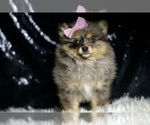Small #4 Pomeranian