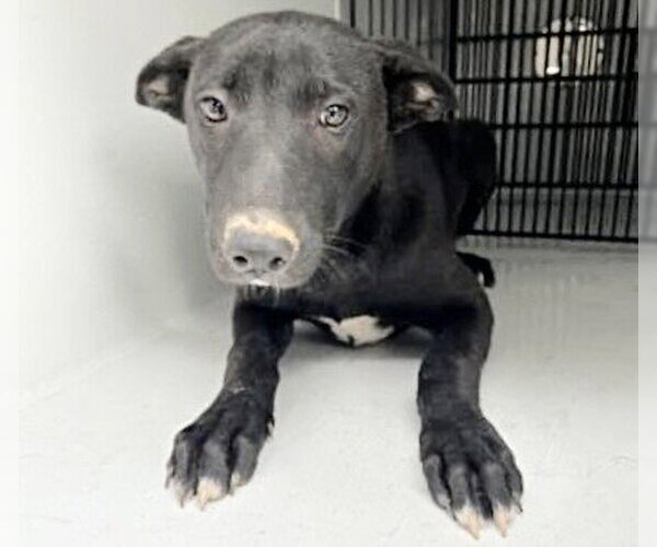 Medium Photo #1 Labrador Retriever-Unknown Mix Puppy For Sale in Houston, TX, USA