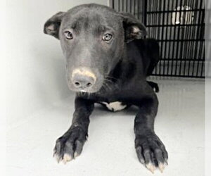 Labrador Retriever-Unknown Mix Dogs for adoption in Houston, TX, USA