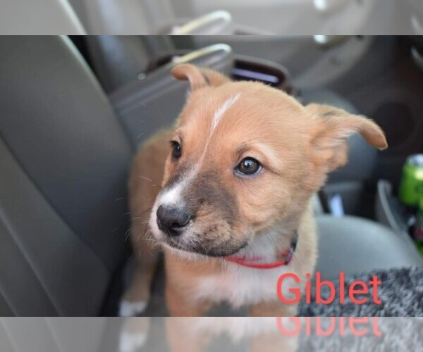 Medium Photo #3 Mutt Puppy For Sale in Vail, AZ, USA