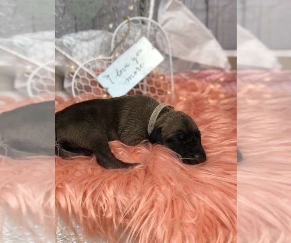 Medium Photo #2 Great Dane Puppy For Sale in GREENBRIER, TN, USA