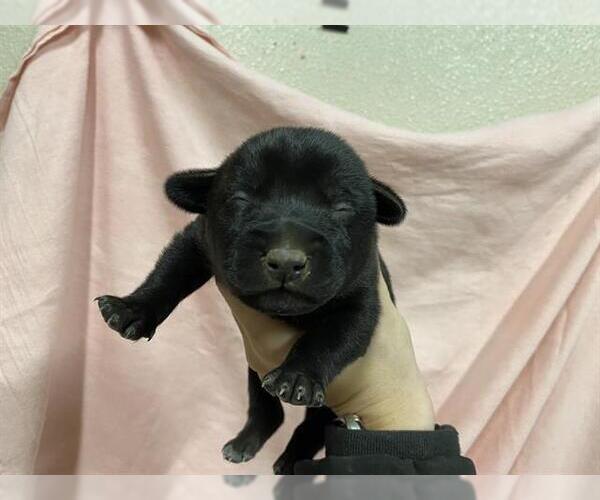 Medium Photo #1 German Shepherd Dog-Unknown Mix Puppy For Sale in Modesto, CA, USA