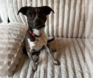 Boston Huahua Dogs for adoption in Claremore, OK, USA