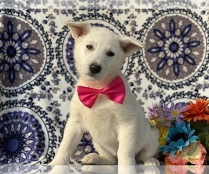 German Shepherd Dog Puppy for sale in LANCASTER, PA, USA