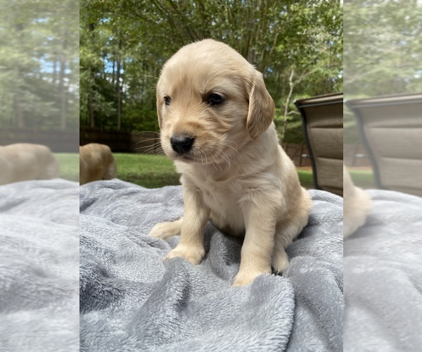 Medium Photo #2 Golden Retriever Puppy For Sale in BUTNER, NC, USA