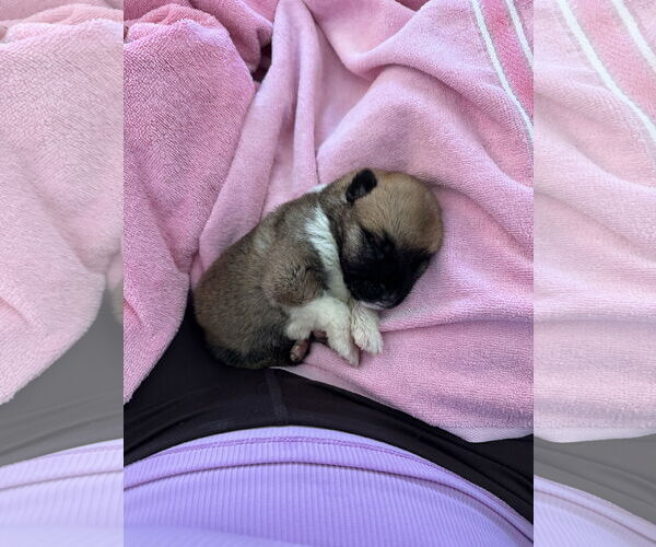 Medium Photo #2 German Shepherd Dog-Unknown Mix Puppy For Sale in The Woodlands, TX, USA