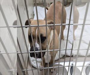 Mutt Dogs for adoption in Decatur, IL, USA