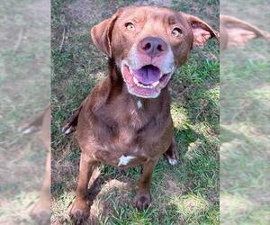 Labrador Retriever Dogs for adoption in Grovetown, GA, USA