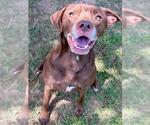 Small Labrador Retriever
