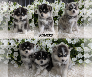 Pomsky Litter for sale in GOSHEN, IN, USA