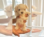 Small Maltese